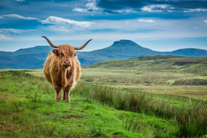 Logo related to Scottish Highlands | Film & TV Extras Wanted